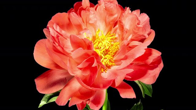 Pink Peony Open Flower in Time Lapse on a Black Background. Vedding Concept. Plant Paeonia Coral Supreme Changing Petals Color from Pink to White While Blooming and Wilting in Timelapse