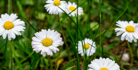 field daisy background or texture