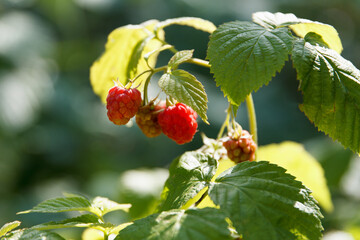 Many berries of red sweet, tasty raspberries and not ripe berry sour on branches in garden