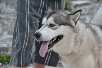 Alaskan Malamute on vacation in the summer
