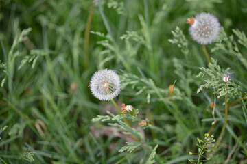 Dandelions : Selective focus