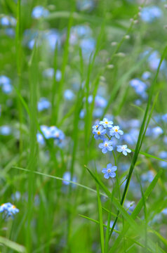 Tiny blue forget-me-not flowers bloom in the garden. on green natural background.  Selective focus. Blurred edges. Free copy space, outdoors photo .Free copy space