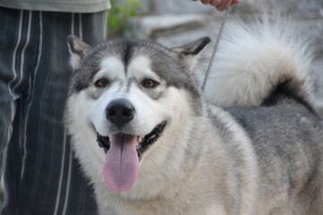 Alaskan Malamute on vacation in the summer

