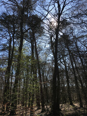 Sonne scheint durch die Bäume