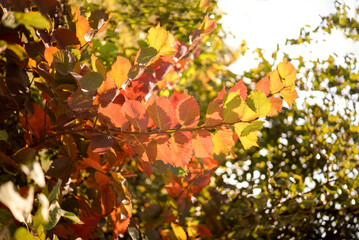 Autumn leaves on the tree. Season of colorful foliage.	