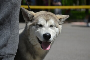 Alaskan Malamute on vacation in the summer

