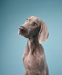 happy dog in studio. Happy Weimaraner puppy on a blue background