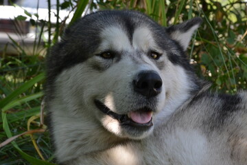 Alaskan Malamute on vacation in the summer
