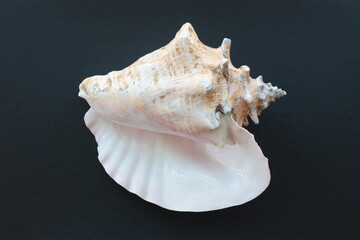 Seashell of large sea snail queen conch or pink conch (Aliger gigas) on a black background. Place of find: Atlantic Ocean, Cuba, Varadero