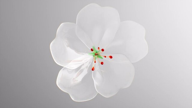 Beautiful 3D opening white flower on white background. Petals of Blooming Tulip on a White Background. Holiday, Love, Birthday design, Wedding backdrop, Valentine's Day concept.