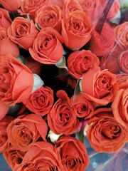 Rosas naranja