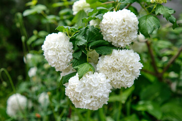 White peonies in the garden