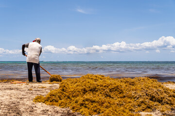 Mexican worker picking seaweed from sargassum on the beach. © daniromphoto