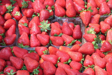 strawberry trays displayed for sale-