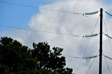 Tubular Steel Poles (TSP) hold up 220kv power lines and are connected by Strain Insulators