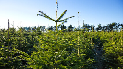Obraz premium plantation with green christmas firs