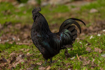 Black cock and color hens in spring on fresh grass and flowers