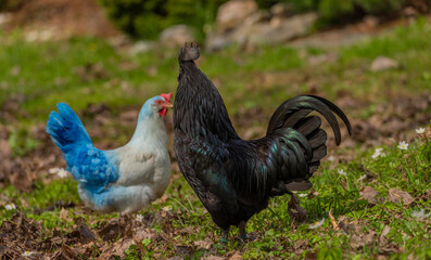 Black cock and color hens in spring on fresh grass and flowers