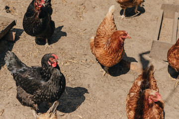 Chickens and bird flu, epidemic