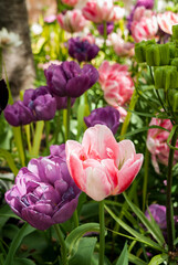 Fototapeta premium Close up of pink, violet and purple tulips