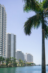 Fototapeta na wymiar Palm tree with skyscrapers on the background, Miami