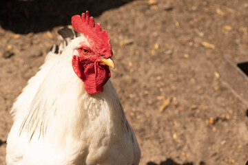 Live white rooster close up in nature