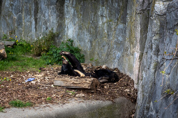 A young, lazy himalayan black bear (Ursus thibetanus) lying in his lair. 