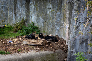 A young, lazy himalayan black bear (Ursus thibetanus) lying in his lair. 