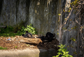 A young, lazy himalayan black bear (Ursus thibetanus) lying in his lair in the Zoological garden in Wroclaw, Poland. 
