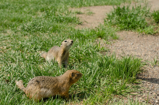 Gophers in search of treats