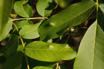 Walnut disease, Walnut leaf gall mite. diseased leaves, pest and parasitic leaves of the tree.