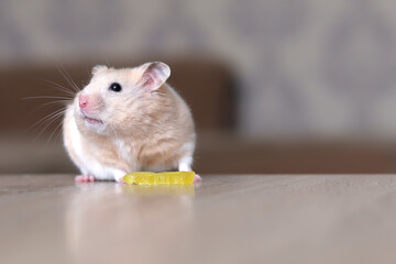 Orange hamster on a wooden table close-up, mouse muzzle in focus