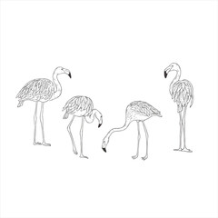 Flamingo on white background. Vector.