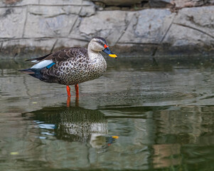 Spot Billed Duck in lake