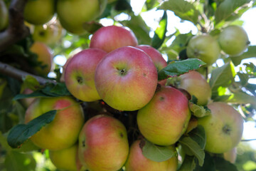 Fresh red apples in organic orchard after rain. It rains and drips on the apples hanging on the branch.