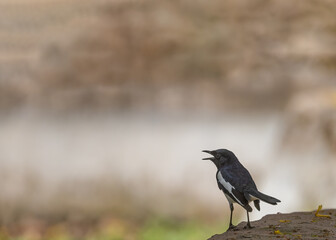 A Singing Oriental Magpie
