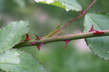 thorns on a rose
