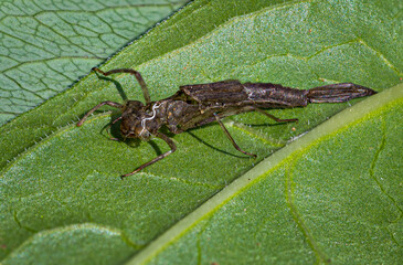Remains of the nymph exoskeleton of a damselfly