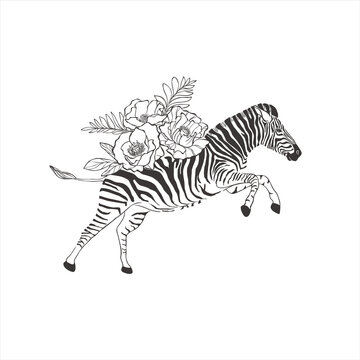 Zebra with flowers on white background.
