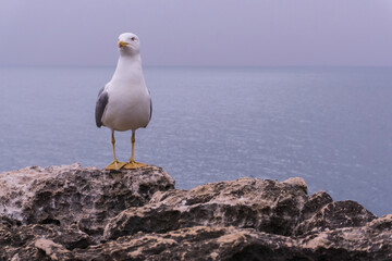 White seagull on a rock above the ocean