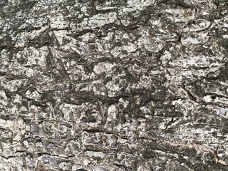 Seamless bark Color: gray, white, black Has a rough texture, suitable for use as a background. And the wallpaper has a blank space for writing messages..