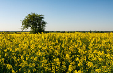widok na kwitnące pole rzepaku © robert6666