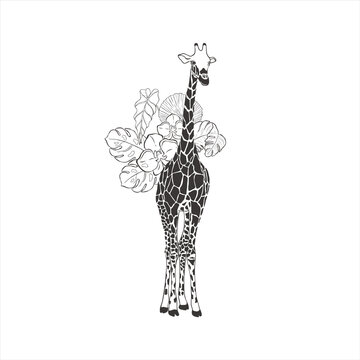 Giraffe with exotic flowers on white background.