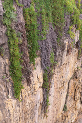 Green and pink shoots of succulents on a high cliff