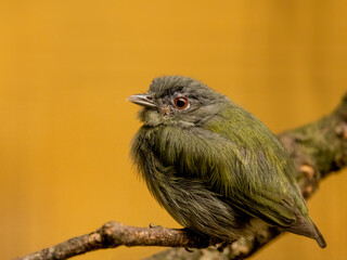 female White-crowned Manakin
