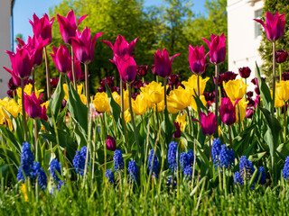 Blooming purple and yellow tulips and muscari