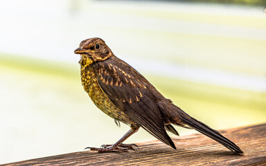Amsel Vögel 