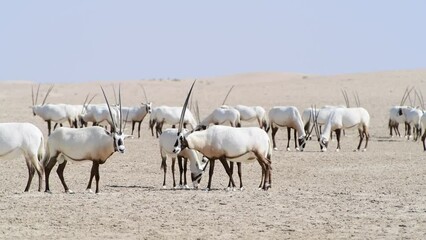 Arabian Oryx Herd Roaming the Desert of the Middle East. Wildlife in the Arabian peninsula