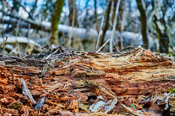 Detailed shots of storm damage in a Berlin forest.