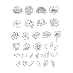 Aster, poppy, magnolia flowers and leaves on white background. - obrazy, fototapety, plakaty